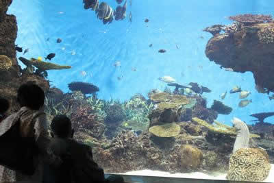 写真：鹿児島水族館