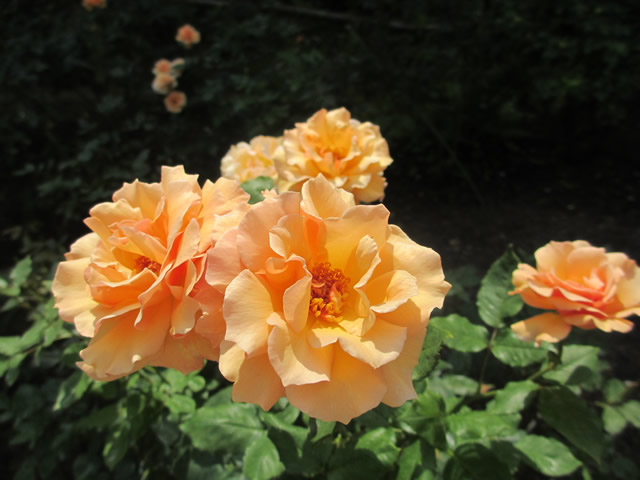 写真2：六甲山カンツリーハウスのオレンジ色のバラ
