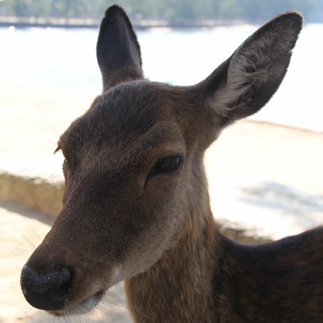 写真：宮島の鹿