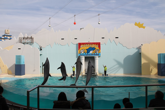 写真：須磨水族館のイルカショー