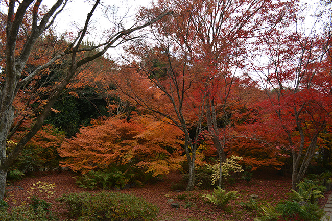 写真：紅葉の名所宝筐院
