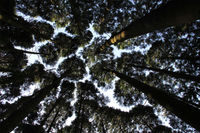写真：見上げると木々の緑に包まれる