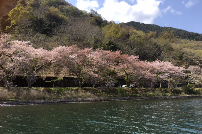 写真：湖畔に咲き誇る桜たち