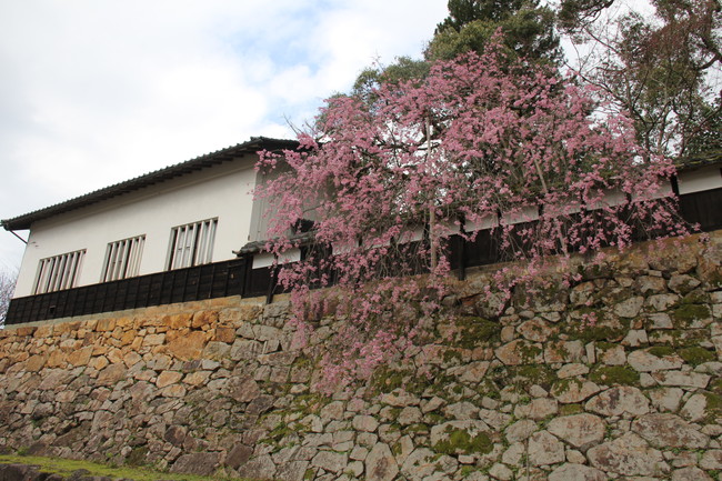 写真：桜と駅