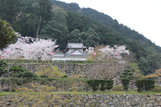 写真：お城と桜