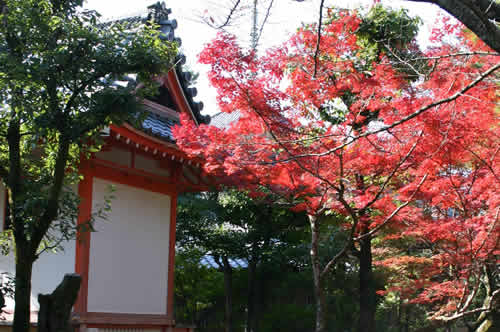 写真：お寺の木々も紅葉がきれいです