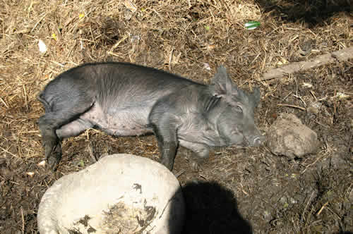 写真：まるまると太った豚がゴロッと寝転がる