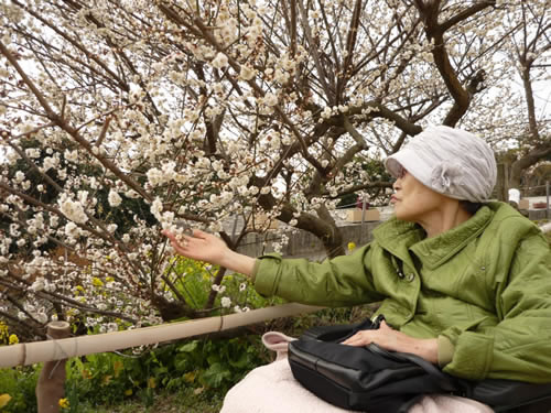 写真：お客様が梅の花を愛でている