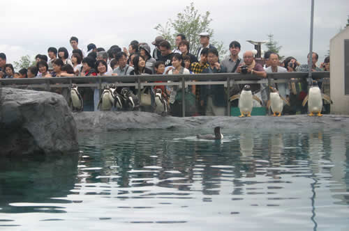 写真：旭山動物園のペンギンたち
