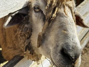 岡山フォレストパークと秋の紅葉